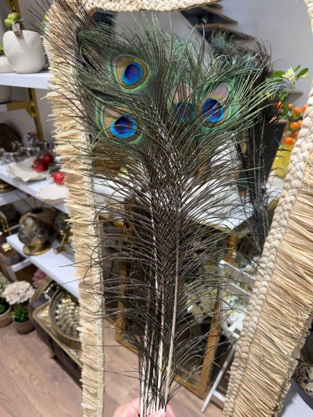 ريشة طاووس طبيعي